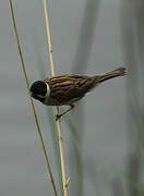 Common Reed Bunting