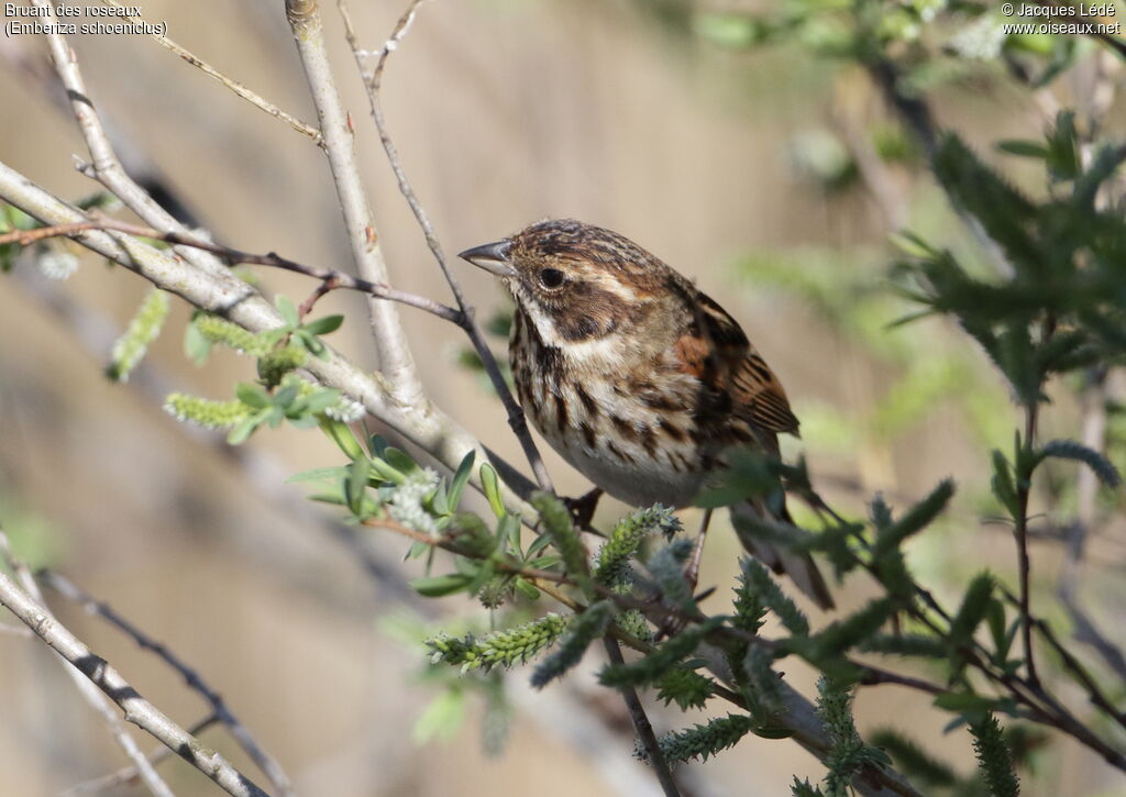 Common Reed Bunting