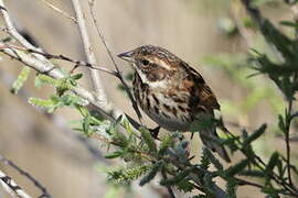 Common Reed Bunting