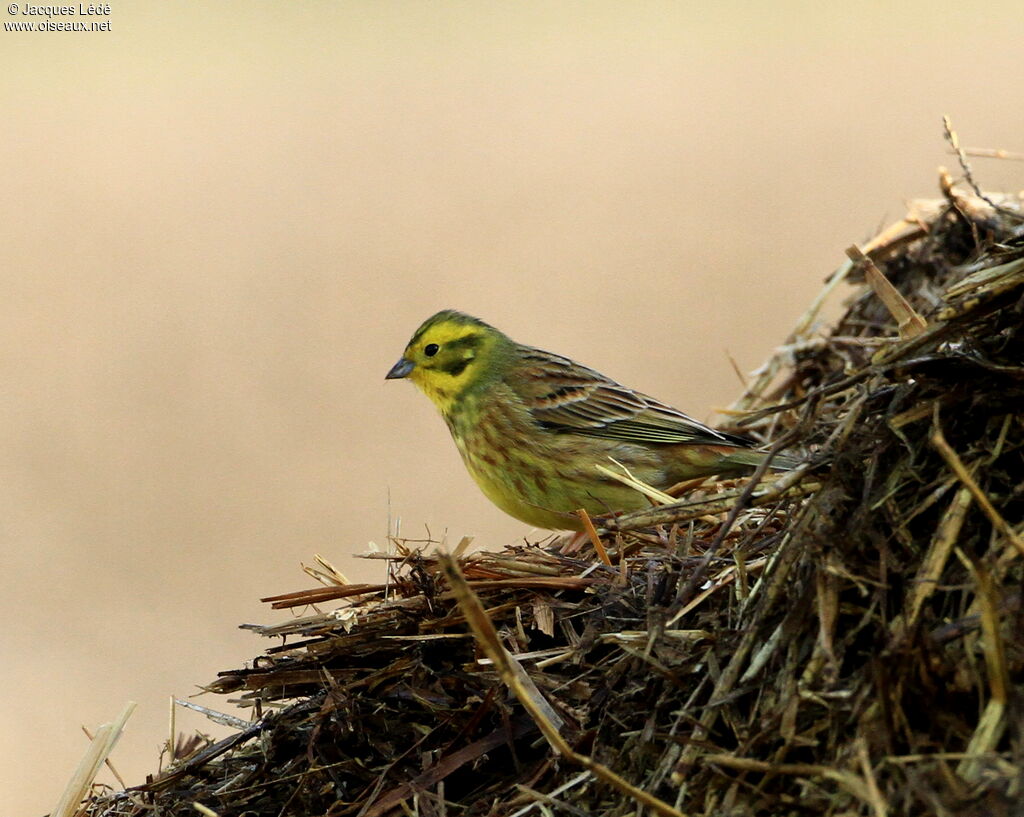 Bruant jaune