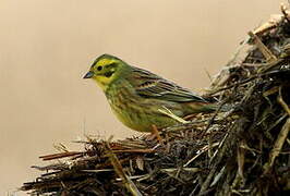 Yellowhammer