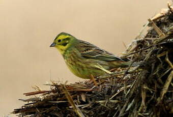 Bruant jaune