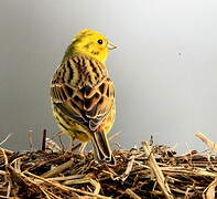 Yellowhammer