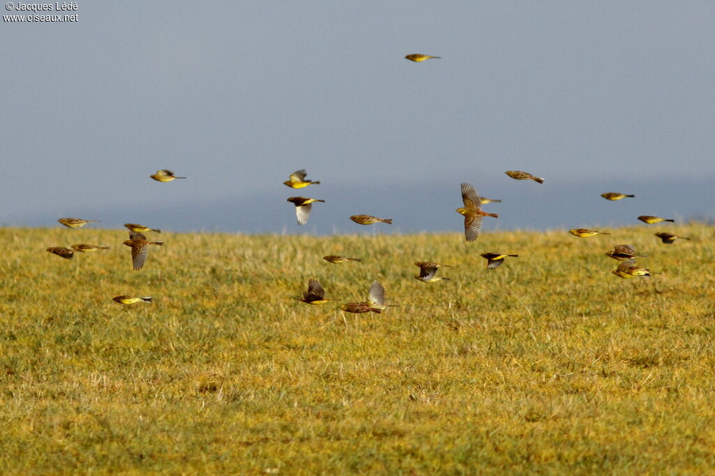 Yellowhammer