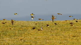 Yellowhammer