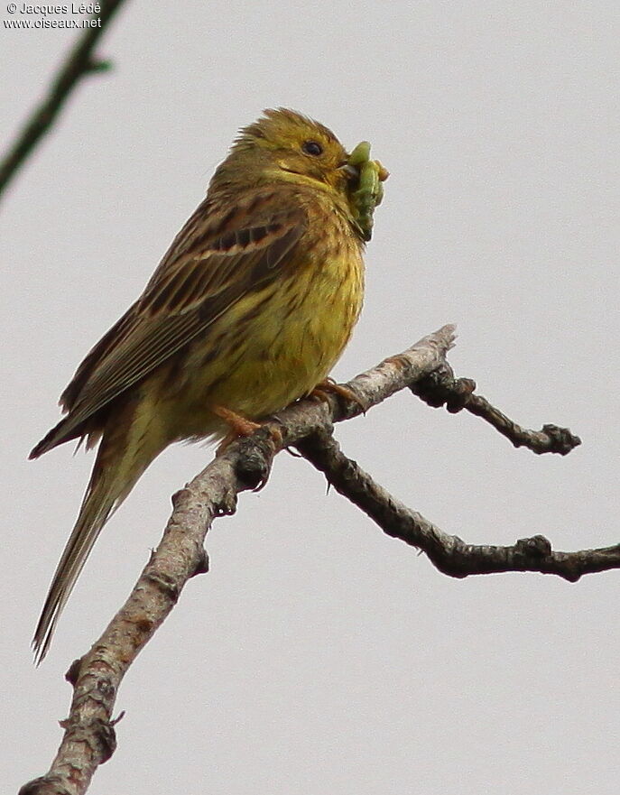 Yellowhammer