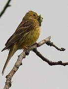 Yellowhammer