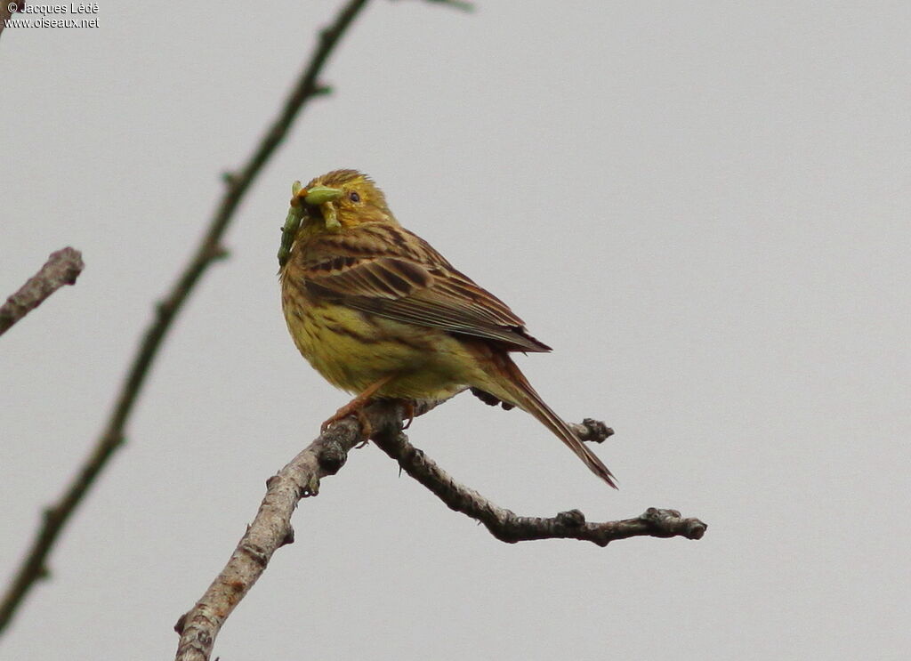 Bruant jaune