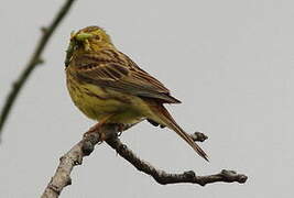 Yellowhammer