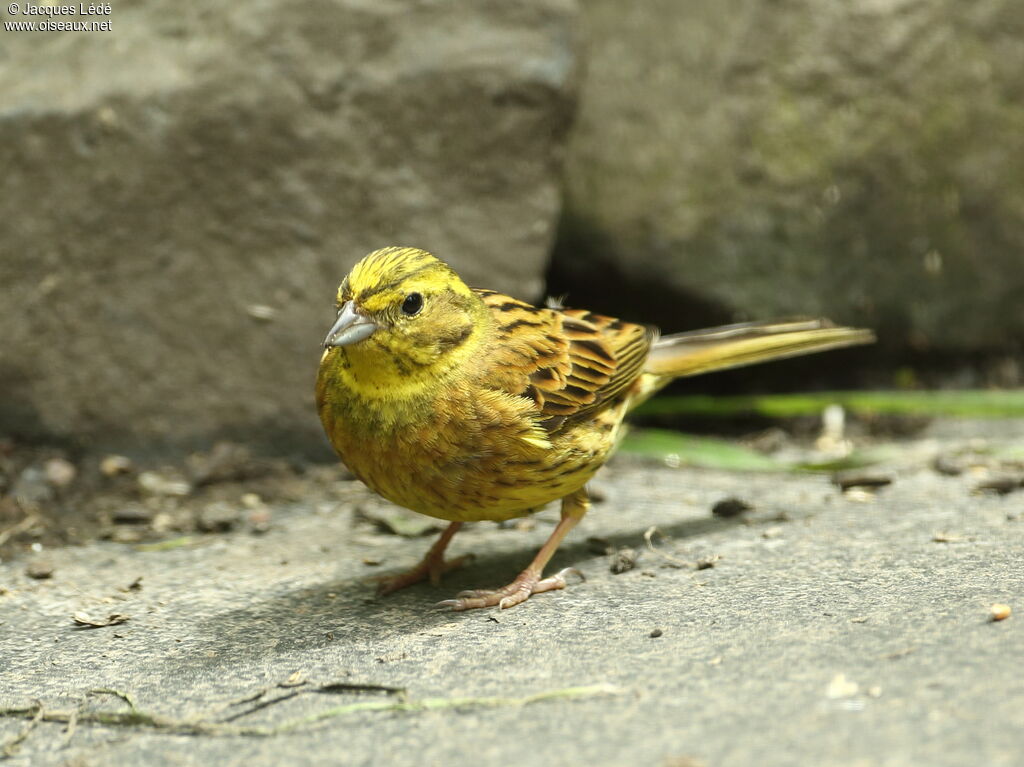 Bruant jaune