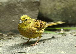 Yellowhammer