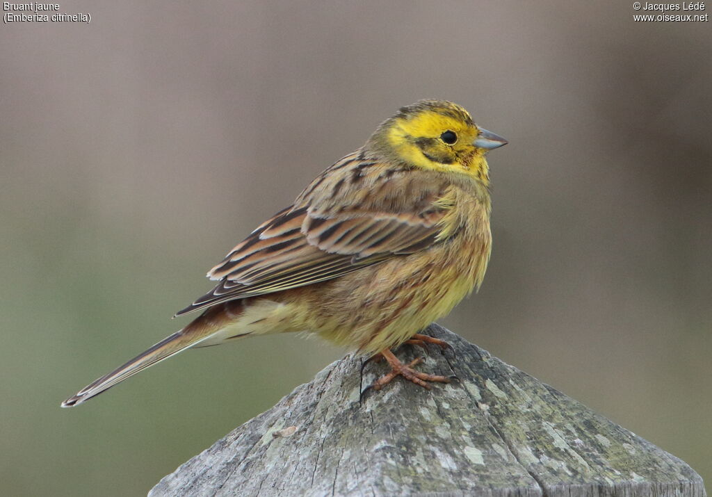 Yellowhammer