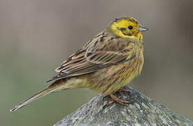 Yellowhammer