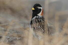 Lapland Longspur