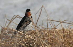 Lapland Longspur