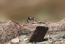 Lapland Longspur