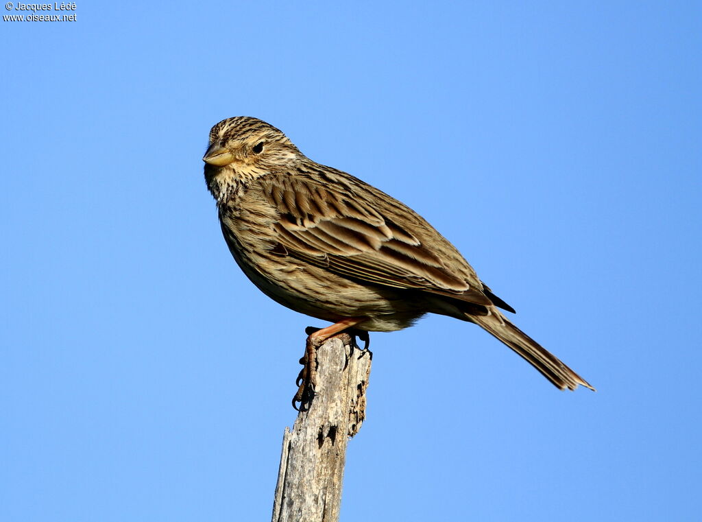 Corn Bunting