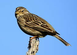 Corn Bunting