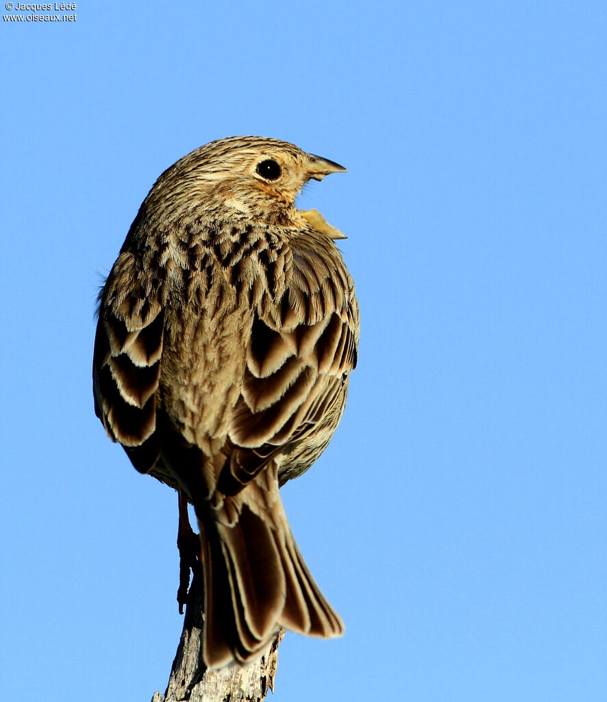 Corn Bunting