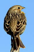 Corn Bunting