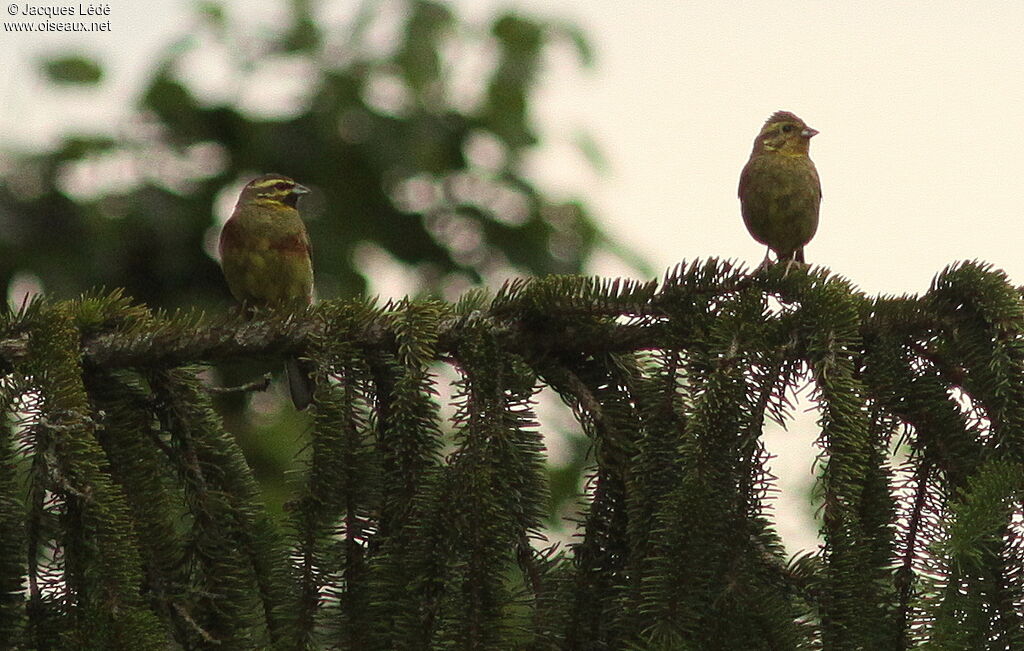 Cirl Bunting