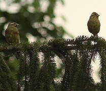 Cirl Bunting