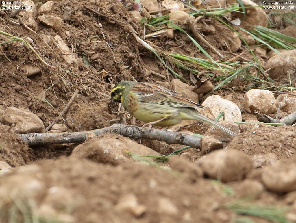 Cirl Bunting