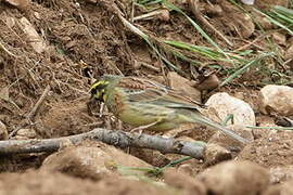 Cirl Bunting