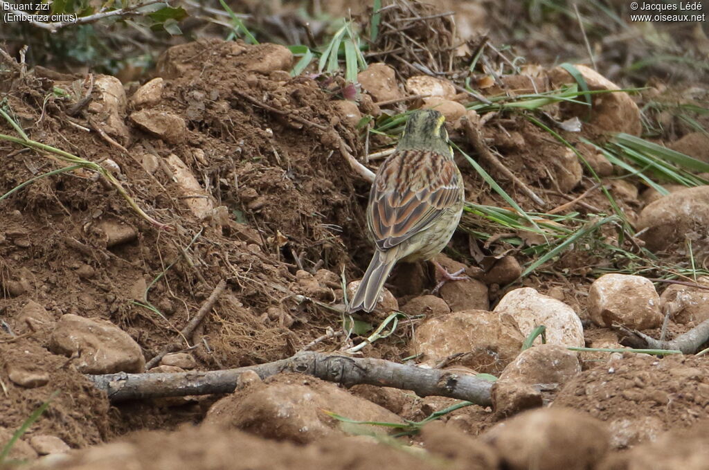 Cirl Bunting