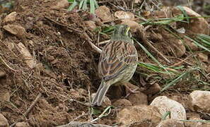 Cirl Bunting