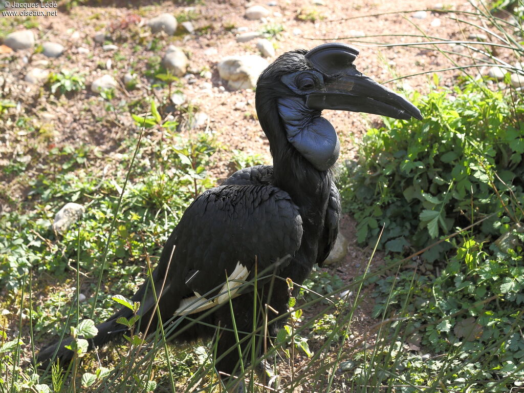 Abyssinian Ground Hornbill