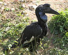 Abyssinian Ground Hornbill