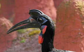 Abyssinian Ground Hornbill