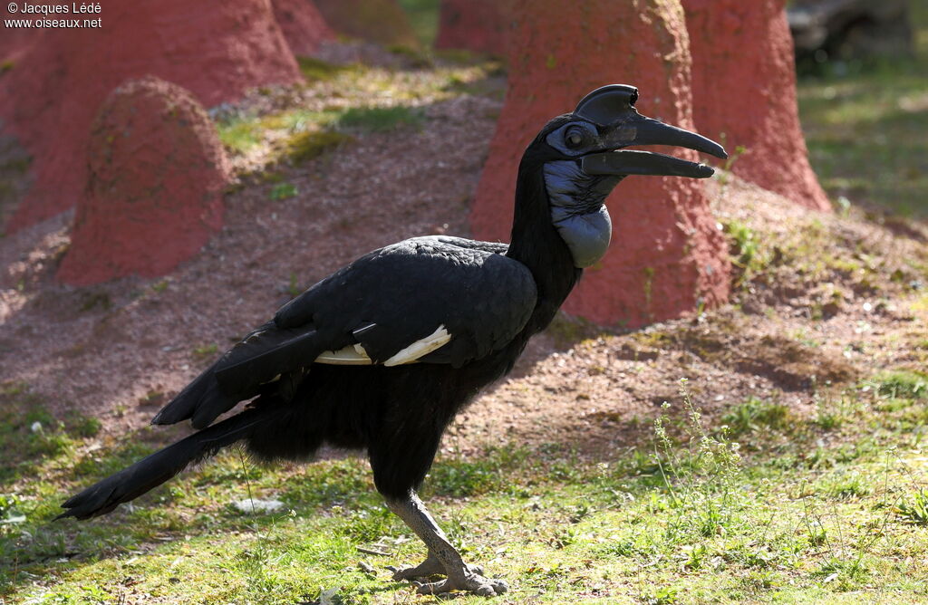 Abyssinian Ground Hornbill