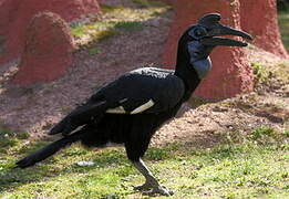 Abyssinian Ground Hornbill