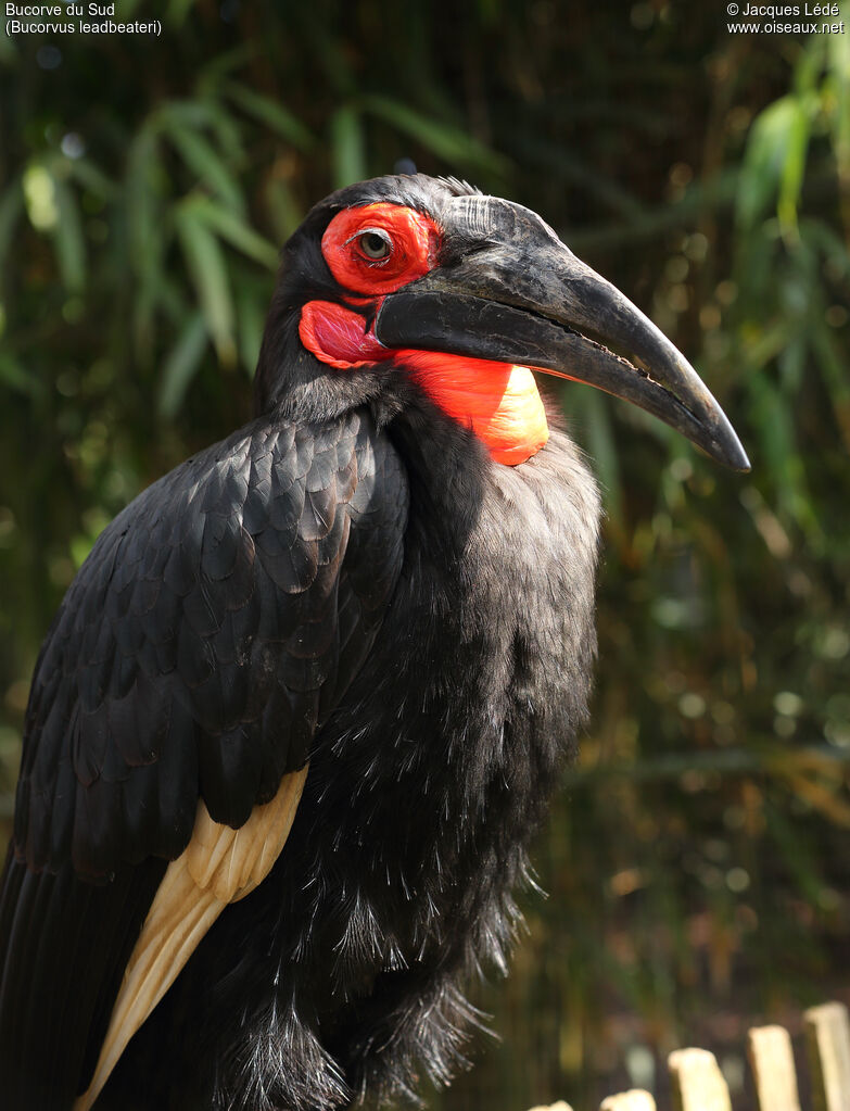 Southern Ground Hornbill