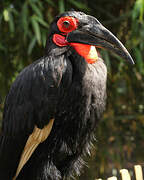 Southern Ground Hornbill