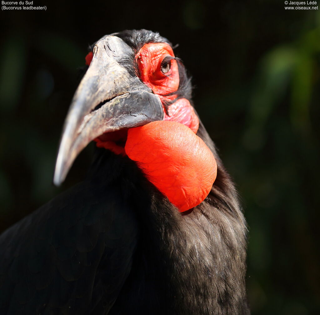 Southern Ground Hornbill