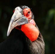 Southern Ground Hornbill