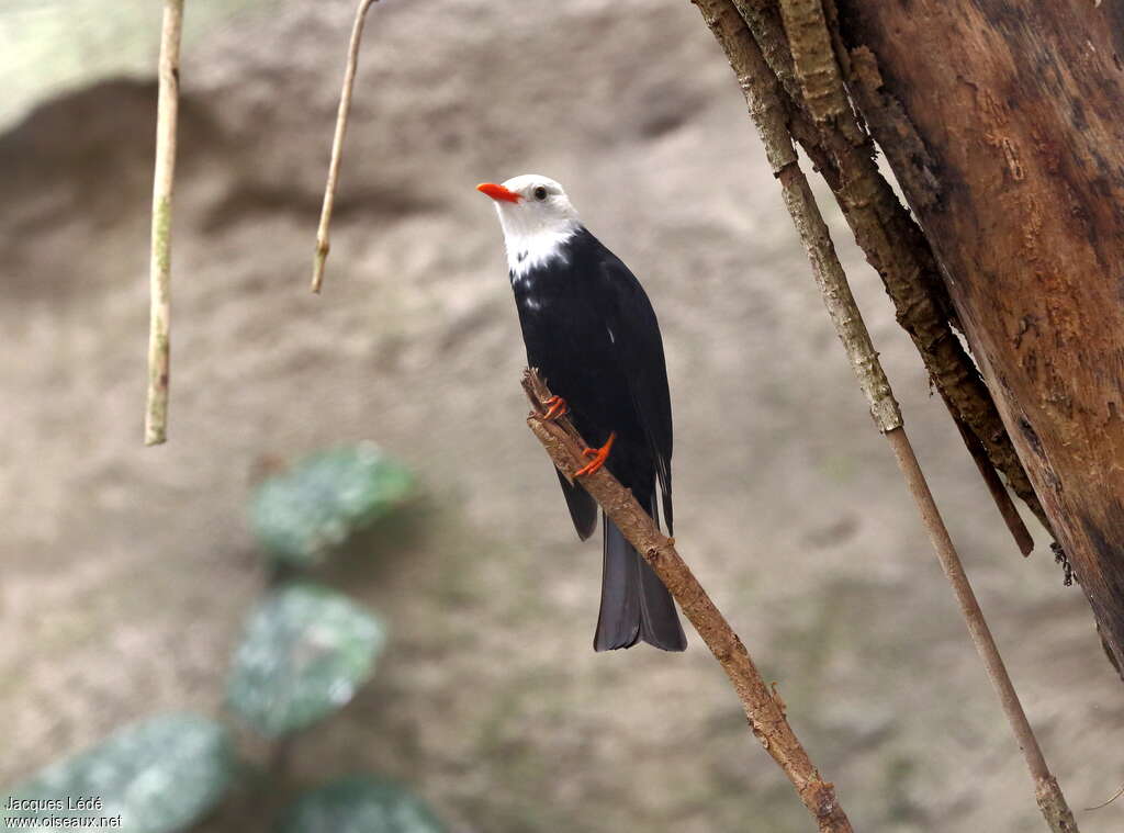 Bulbul à tête blanche