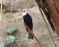 Bulbul à tête blanche