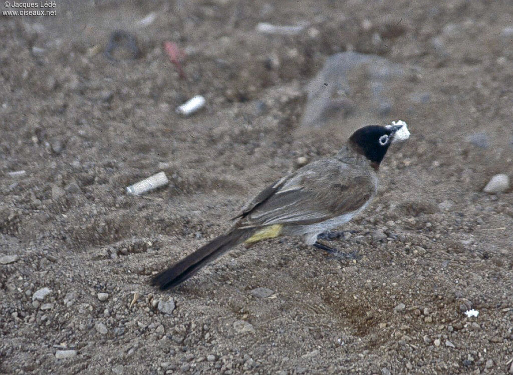 Bulbul d'Arabie