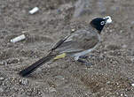 Bulbul d'Arabie