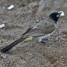 Bulbul d'Arabie
