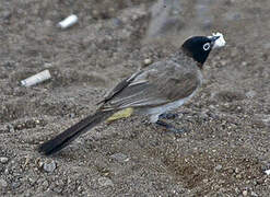 White-spectacled Bulbul