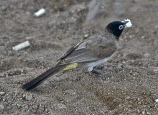 Bulbul d'Arabie