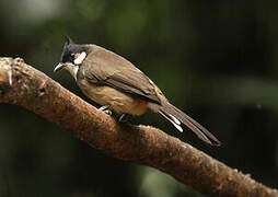 Bulbul orphée