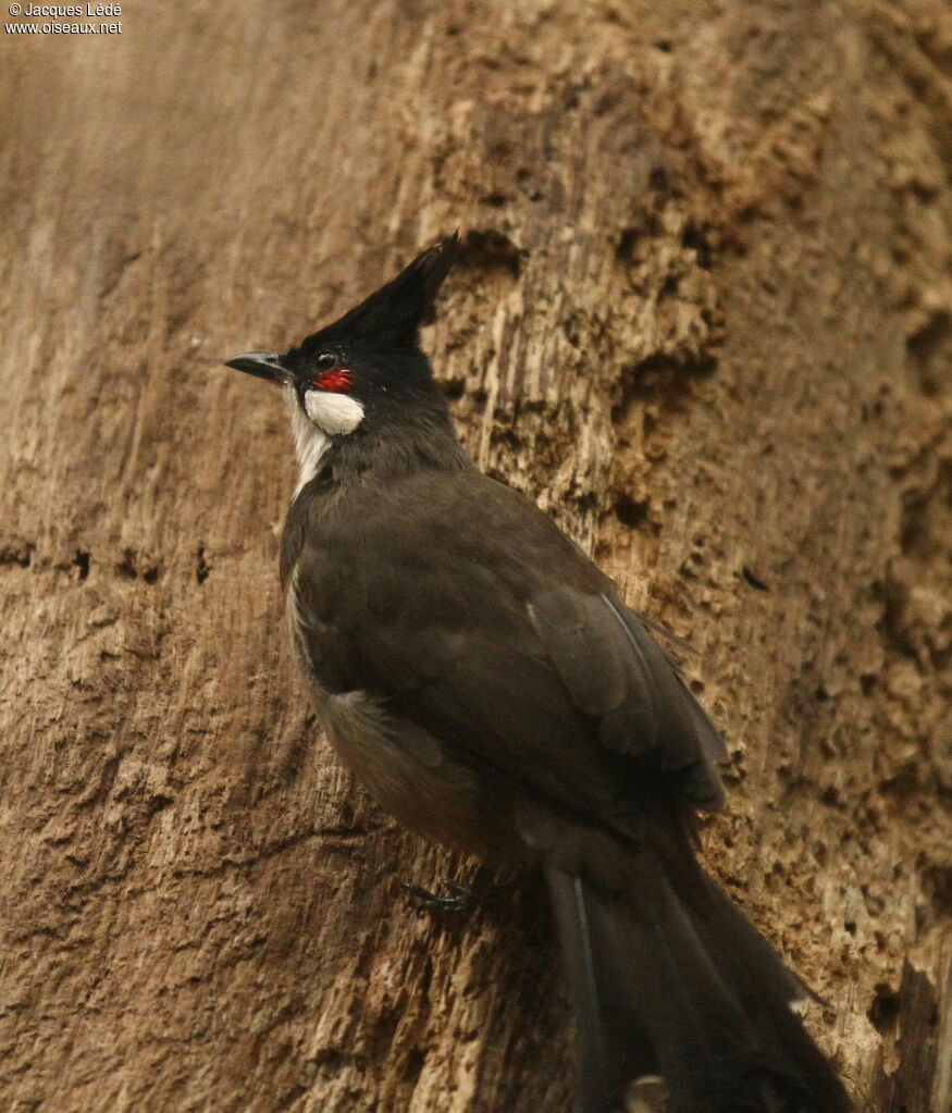 Bulbul orphée