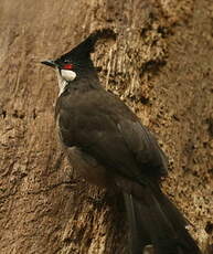 Bulbul orphée