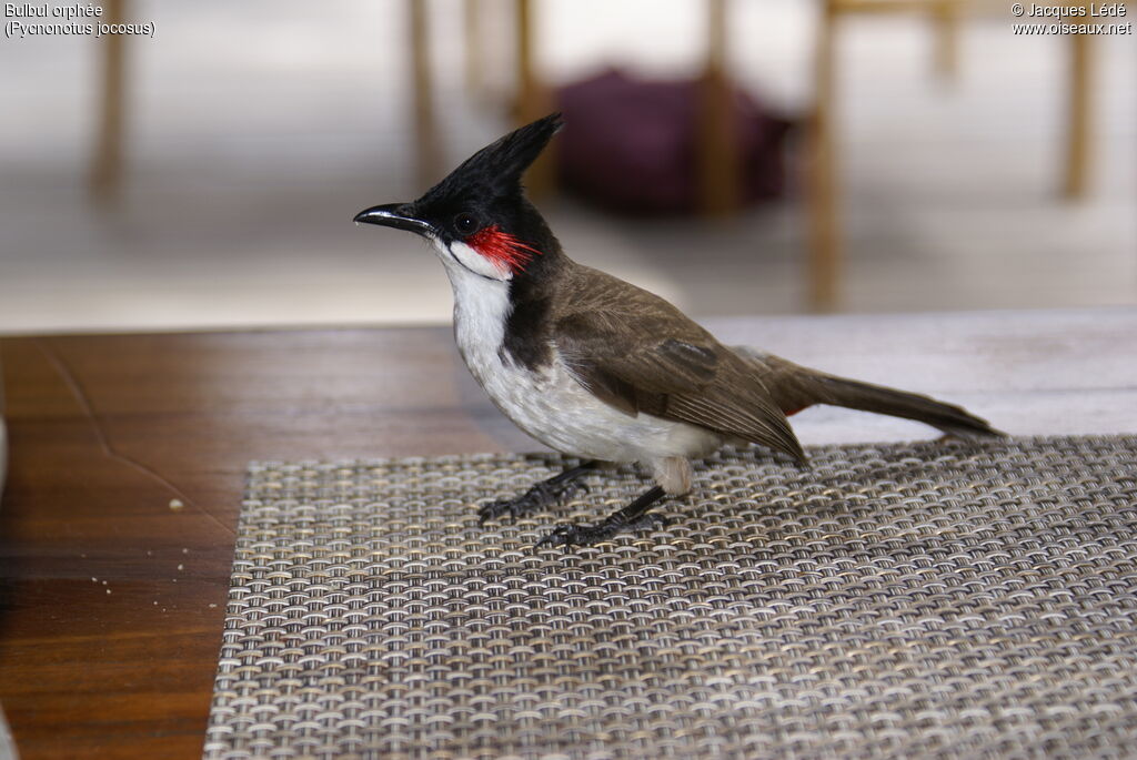 Red-whiskered Bulbul